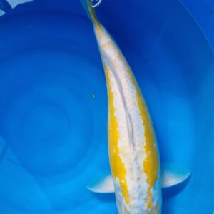 Doitsu Ki Shiro 60cm