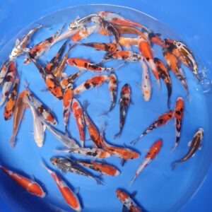 Tosai Takahashi HQ 15-18 cm