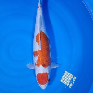 Sakura Ogon 45-50 cm – Item 011-099030