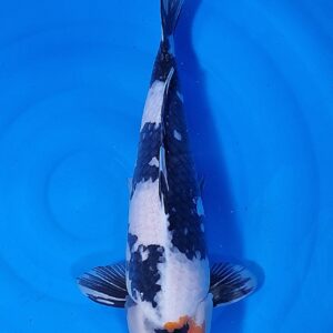 Tancho Showa 50-55 cm – Article 011-421419
