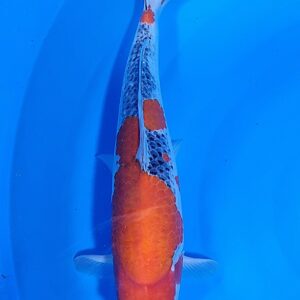 Goshiki 40-45 cm – Item 011-591967