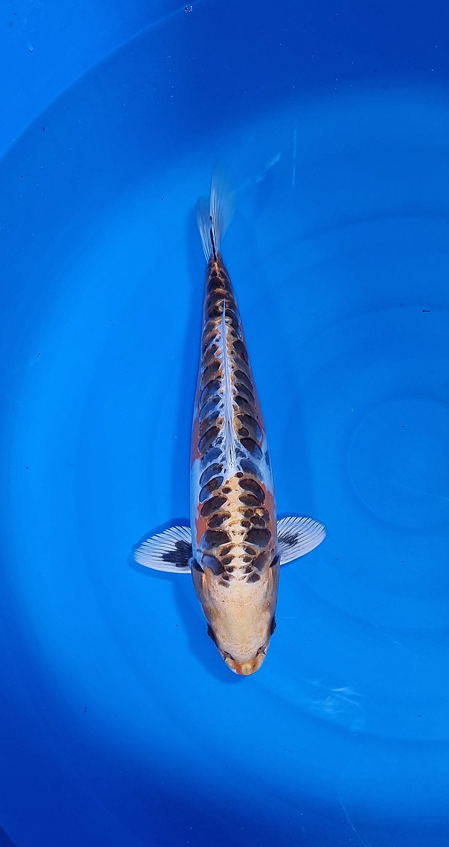 Golden Kikokuryu 35-40 cm – Item 011-713687