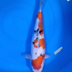 Sanke 50-55 cm – Item 011-753395