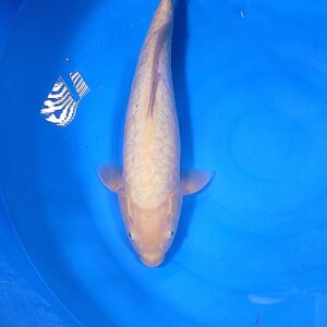 Large Scale Karashi 45 cm – Item 014-025279