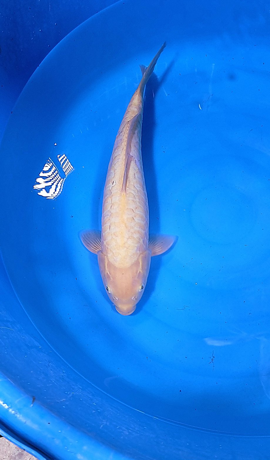 Large Scale Karashi 45 cm – Item 014-025279