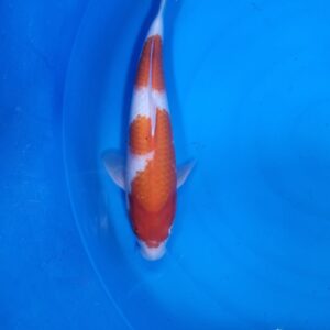 Kohaku 40-45 cm – Item 014-191166