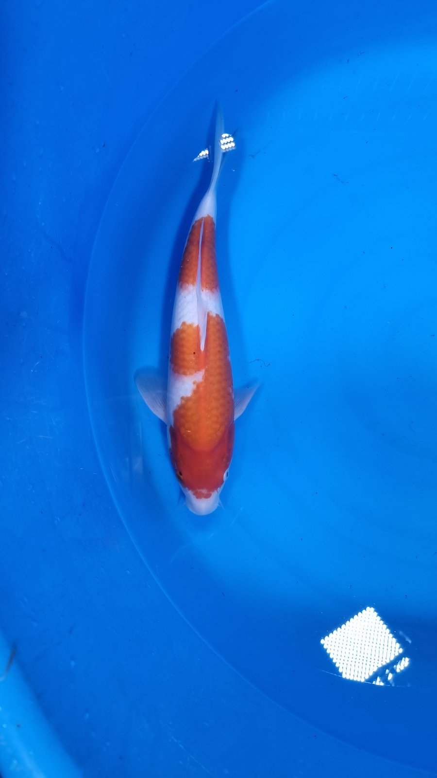 Kohaku 40-45 cm – Item 014-191166