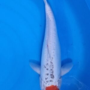 Doitsu Tancho Goshiki 35–40 cm – Item 014-321630