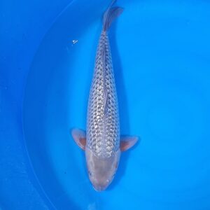 Ginrin Soragoi 50-55 cm – Item 014-401797