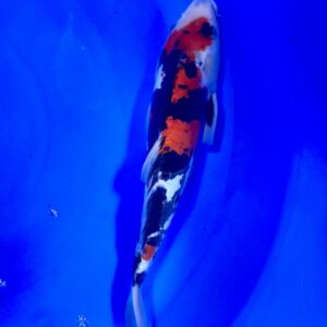 Showa 35-40 cm – Article 056-523115